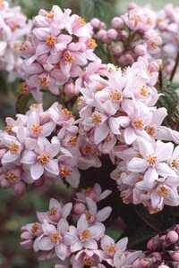 Deutzia hybrida 'Mont Rose' 60-80 cm cont. 10L - afbeelding 2