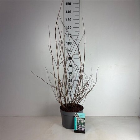 Deutzia hybrida 'Mont Rose' 60-80 cm cont. 10L - afbeelding 6