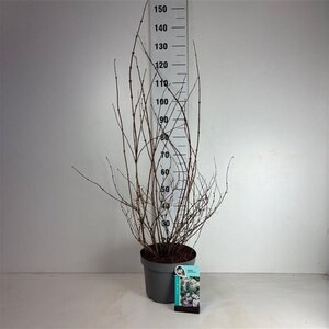 Deutzia hybrida 'Mont Rose' 60-80 cm cont. 10L - afbeelding 6