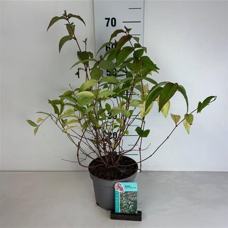 Deutzia hybrida 'Strawberry Fields' 50-60 cm cont. 3,5L