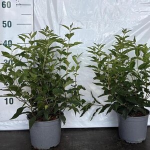 Deutzia lemoinei 30-50 cm cont. 2,0L