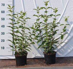 Deutzia lemoinei 30-50 cm cont. 2,0L - afbeelding 2