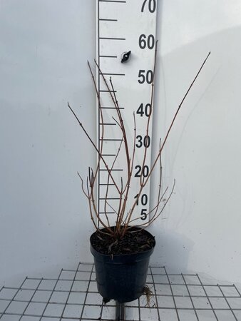Deutzia magnifica 50-60 cm cont. 3,0L