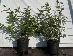 Deutzia rosea 40-60 cm cont. 2,0L - afbeelding 3