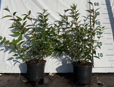 Deutzia rosea 40-60 cm cont. 2,0L - afbeelding 4