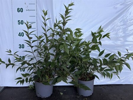 Deutzia rosea 40-60 cm cont. 2,0L - afbeelding 1