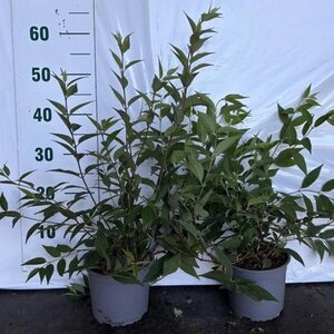 Deutzia rosea 40-60 cm cont. 2,0L - afbeelding 5