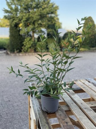 Deutzia rosea 40-60 cm cont. 2,0L - afbeelding 2