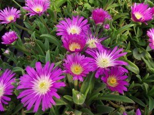 Delosperma sutherlandii geen maat specificatie 0,55L/P9cm - afbeelding 1