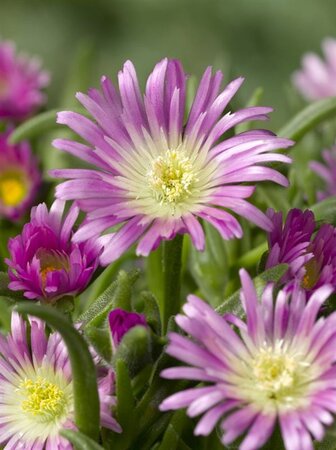 Delosperma sutherlandii geen maat specificatie 0,55L/P9cm - afbeelding 2