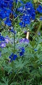 Delphinium (B) 'Völkerfrieden' geen maat specificatie 0,55L/P9cm - afbeelding 1