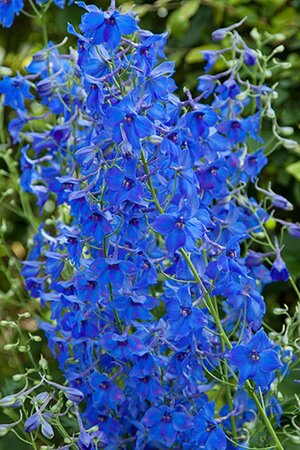 Delphinium (B) 'Völkerfrieden' geen maat specificatie 0,55L/P9cm - afbeelding 2