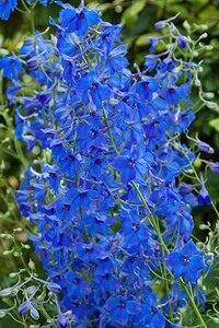 Delphinium (B) 'Völkerfrieden' geen maat specificatie 0,55L/P9cm - afbeelding 2