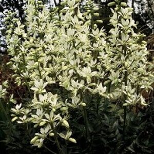 Dictamnus albus 'Albiflorus' geen maat specificatie 0,55L/P9cm