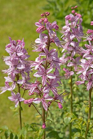 Dictamnus albus geen maat specificatie 0,55L/P9cm