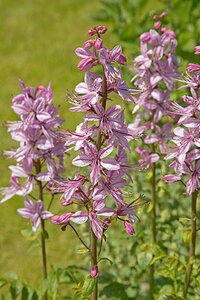 Dictamnus albus geen maat specificatie 0,55L/P9cm