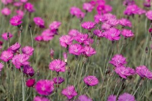 Dianthus carthusianorum geen maat specificatie 0,55L/P9cm