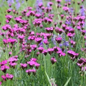 Dianthus carthusianorum geen maat specificatie 0,55L/P9cm - afbeelding 6