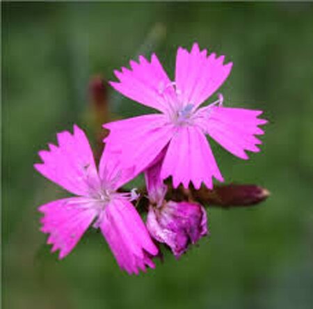 Dianthus carthusianorum geen maat specificatie 0,55L/P9cm - afbeelding 5