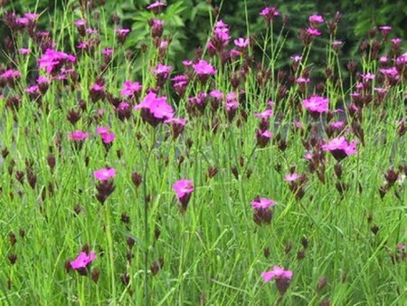 Dianthus carthusianorum geen maat specificatie 0,55L/P9cm - afbeelding 7