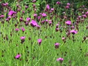 Dianthus carthusianorum geen maat specificatie 0,55L/P9cm - afbeelding 7
