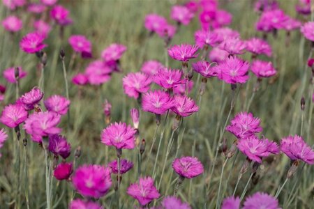 Dianthus carthusianorum geen maat specificatie 0,55L/P9cm - image 1