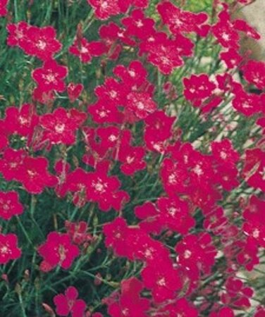 Dianthus delt. 'Brilliant' geen maat specificatie 0,55L/P9cm