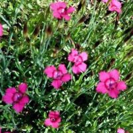 Dianthus delt. 'Flashing Light' geen maat specificatie 0,55L/P9cm - afbeelding 2