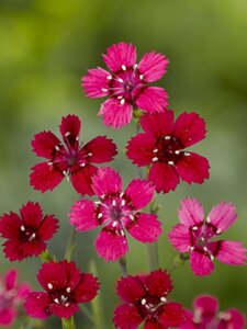 Dianthus delt. 'Flashing Light' geen maat specificatie 0,55L/P9cm - afbeelding 3