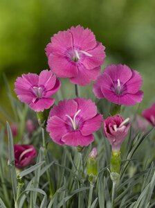 Dianthus grat. 'Badenia' geen maat specificatie 0,55L/P9cm - afbeelding 2