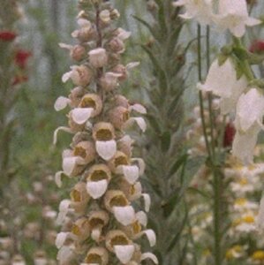 Digitalis lanata geen maat specificatie 0,55L/P9cm - afbeelding 2