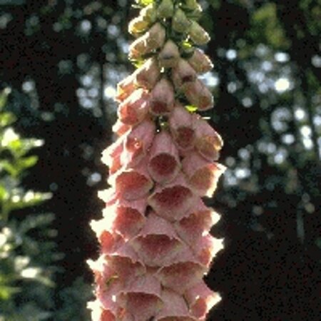 Digitalis 'Mertonensis' geen maat specificatie 0,55L/P9cm - afbeelding 1