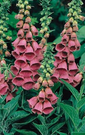 Digitalis 'Mertonensis' geen maat specificatie 0,55L/P9cm - afbeelding 2