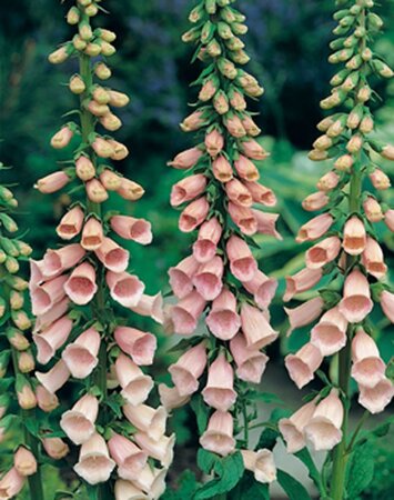 Digitalis purp. 'Apricot Beauty' geen maat specificatie 0,55L/P9cm - afbeelding 1
