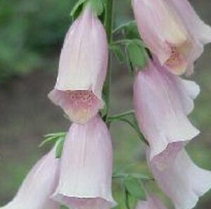 Digitalis purp. 'Apricot Beauty' geen maat specificatie 0,55L/P9cm