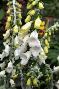 Digitalis purp. 'Alba' geen maat specificatie 0,55L/P9cm - afbeelding 2