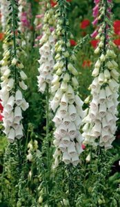 Digitalis purp. 'Alba' geen maat specificatie 0,55L/P9cm - afbeelding 3
