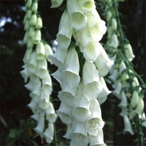 Digitalis purp. 'Alba' geen maat specificatie 0,55L/P9cm - afbeelding 4