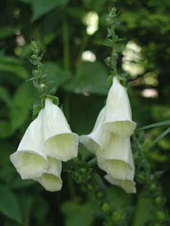 Digitalis purp. 'Alba' geen maat specificatie 0,55L/P9cm