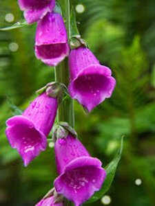Digitalis purp. 'Dalmatian Rose' geen maat specificatie 0,55L/P9cm