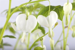 Dicentra spectabilis 'Alba' WIT geen maat specificatie 0,55L/P9cm - afbeelding 1