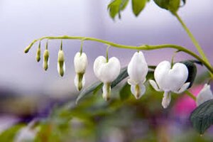 Dicentra spectabilis 'Alba' WIT geen maat specificatie 0,55L/P9cm - afbeelding 5