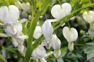 Dicentra spectabilis 'Alba' WIT geen maat specificatie 0,55L/P9cm - afbeelding 7
