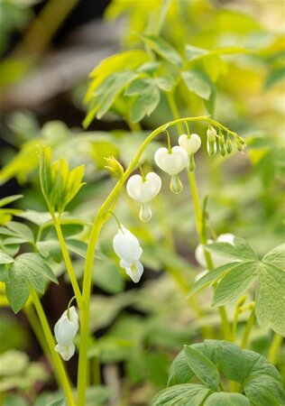 Dicentra spectabilis 'Alba' WIT geen maat specificatie 0,55L/P9cm - afbeelding 2