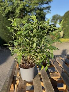 Diervilla sessilif. 'Butterfly' 40-60 cm cont. 2,0L