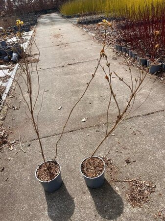 Diervilla sessilif. 'Butterfly' 40-60 cm cont. 2,0L