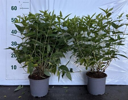 Diervilla sessilif. 'Butterfly' 40-60 cm cont. 2,0L - afbeelding 2