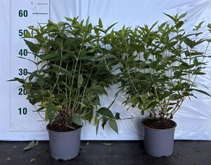 Diervilla sessilif. 'Butterfly' 40-60 cm cont. 2,0L - afbeelding 2