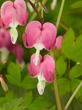 Dicentra spectabilis ROZE geen maat specificatie 0,55L/P9cm - afbeelding 3