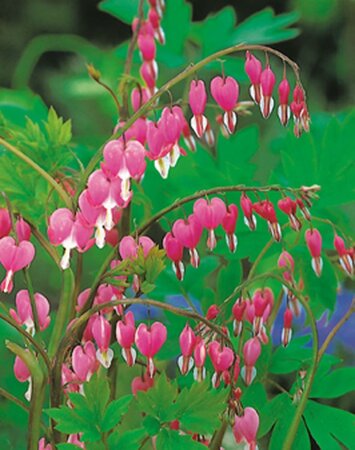 Dicentra spectabilis ROZE geen maat specificatie 0,55L/P9cm - afbeelding 4